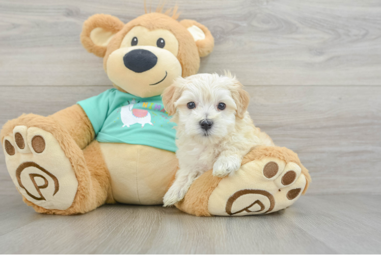 Best Maltipoo Baby