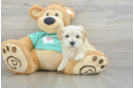 Best Maltipoo Baby