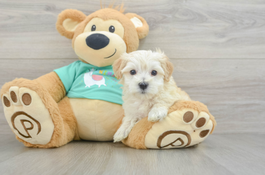 Best Maltipoo Baby
