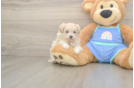 Maltipoo Puppy for Adoption