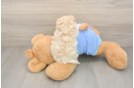 Best Maltipoo Baby