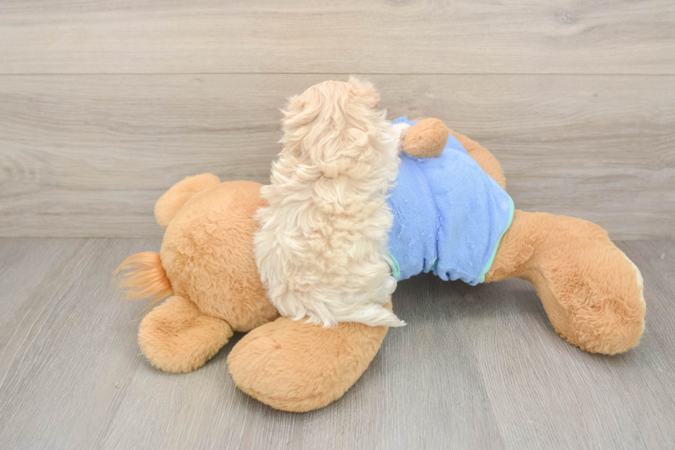 Best Maltipoo Baby