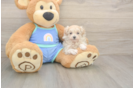 Best Maltipoo Baby