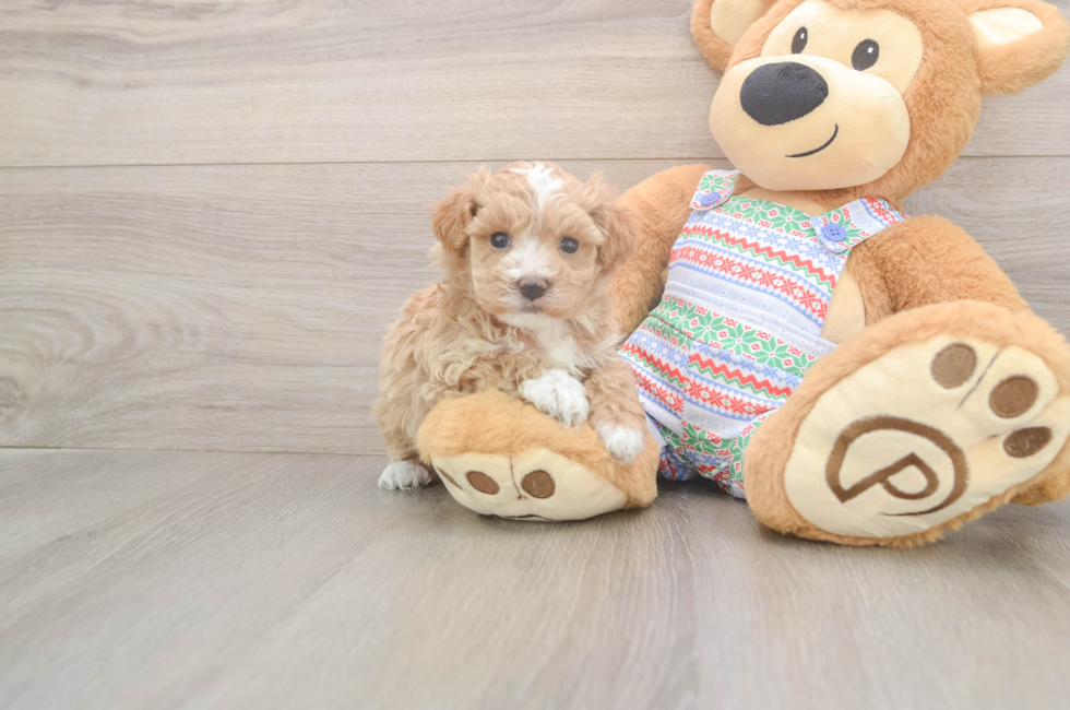 5 week old Maltipoo Puppy For Sale - Pilesgrove Pups