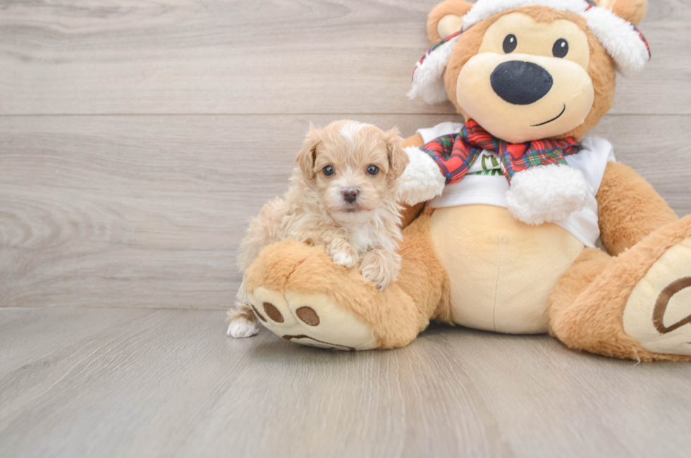 5 week old Maltipoo Puppy For Sale - Pilesgrove Pups