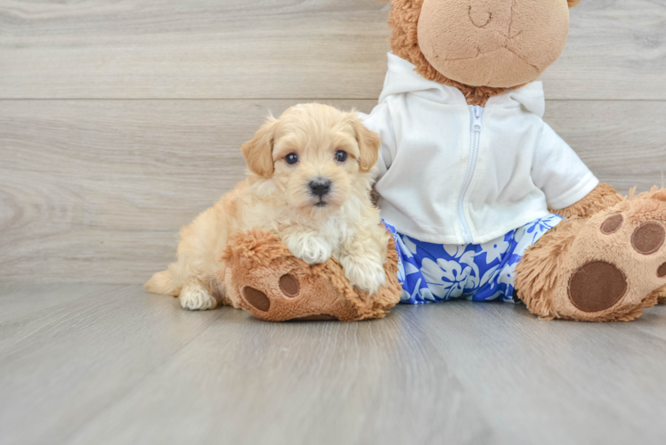 Smart Maltipoo Poodle Mix Pup