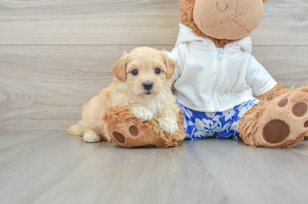 6 week old Maltipoo Puppy For Sale - Pilesgrove Pups