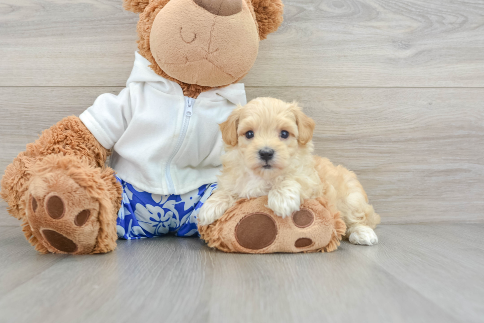 Maltipoo Pup Being Cute