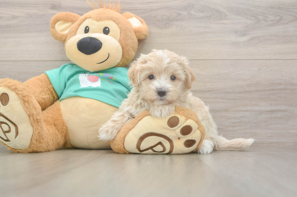 5 week old Maltipoo Puppy For Sale - Pilesgrove Pups