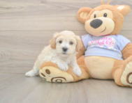 8 week old Maltipoo Puppy For Sale - Pilesgrove Pups