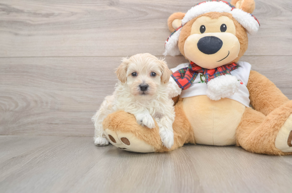 5 week old Maltipoo Puppy For Sale - Pilesgrove Pups