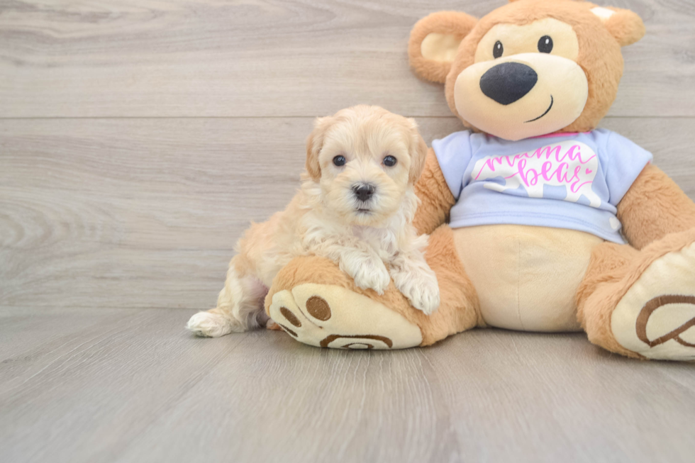 Little Malt Oodle Poodle Mix Puppy