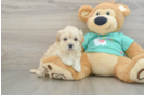Best Maltipoo Baby