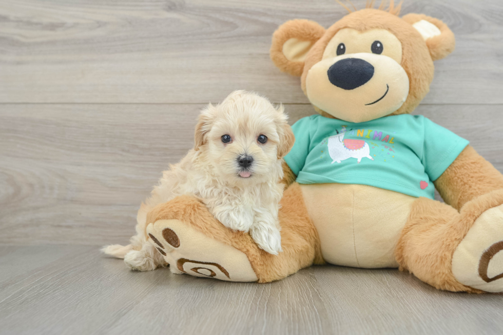 Best Maltipoo Baby