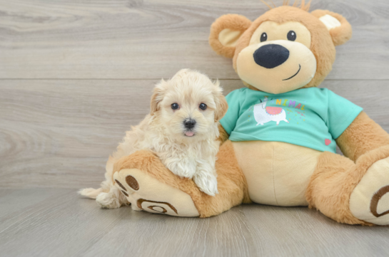 Best Maltipoo Baby