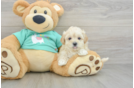 Best Maltipoo Baby
