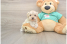 Maltipoo Puppy for Adoption