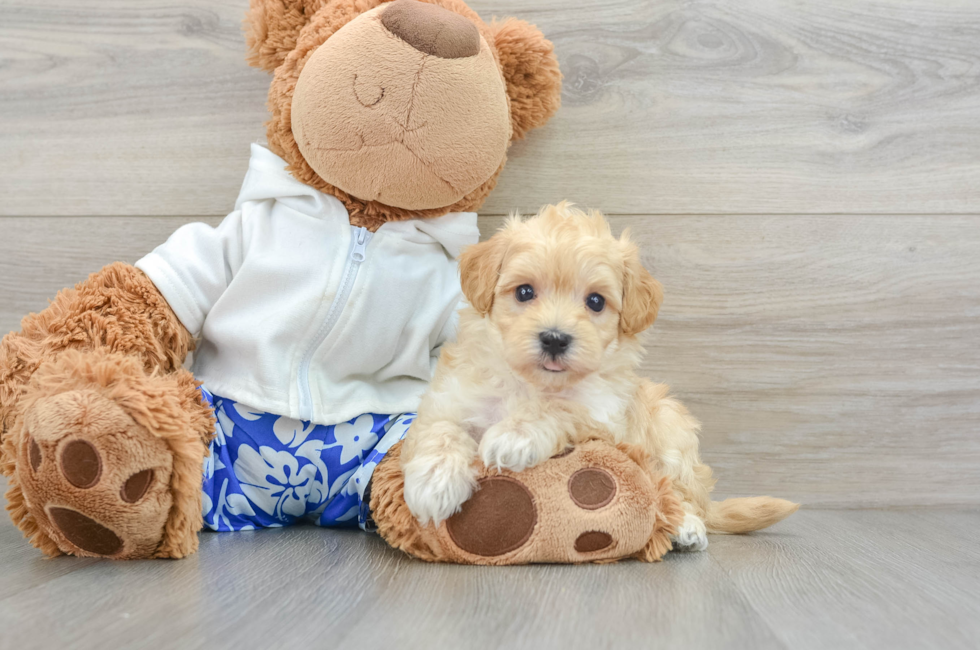 6 week old Maltipoo Puppy For Sale - Pilesgrove Pups