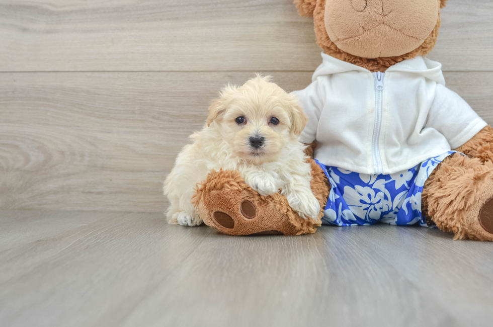 7 week old Maltipoo Puppy For Sale - Pilesgrove Pups