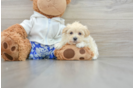 Funny Maltipoo Poodle Mix Pup