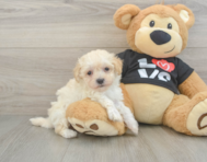 9 week old Maltipoo Puppy For Sale - Pilesgrove Pups