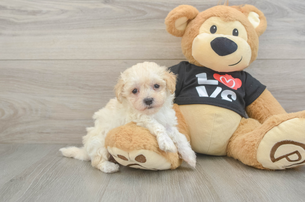 6 week old Maltipoo Puppy For Sale - Pilesgrove Pups