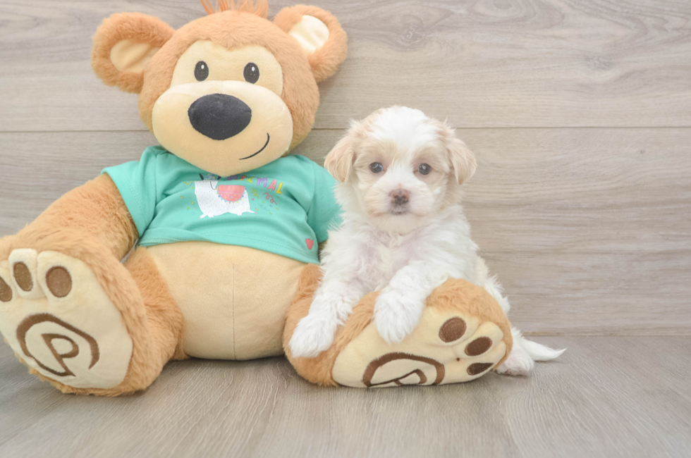 5 week old Maltipoo Puppy For Sale - Pilesgrove Pups