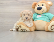 9 week old Maltipoo Puppy For Sale - Pilesgrove Pups