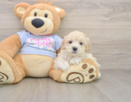 9 week old Maltipoo Puppy For Sale - Pilesgrove Pups