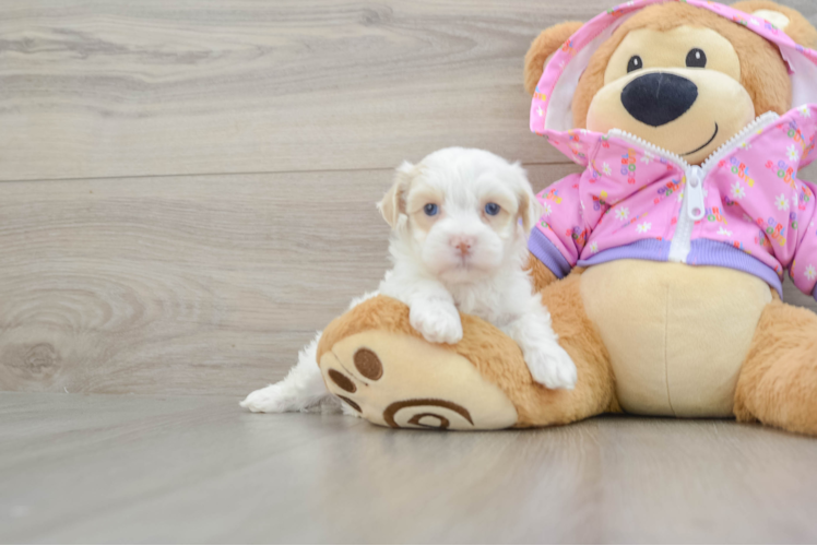 Adorable Moodle Poodle Mix Puppy