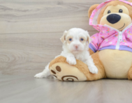 7 week old Maltipoo Puppy For Sale - Pilesgrove Pups
