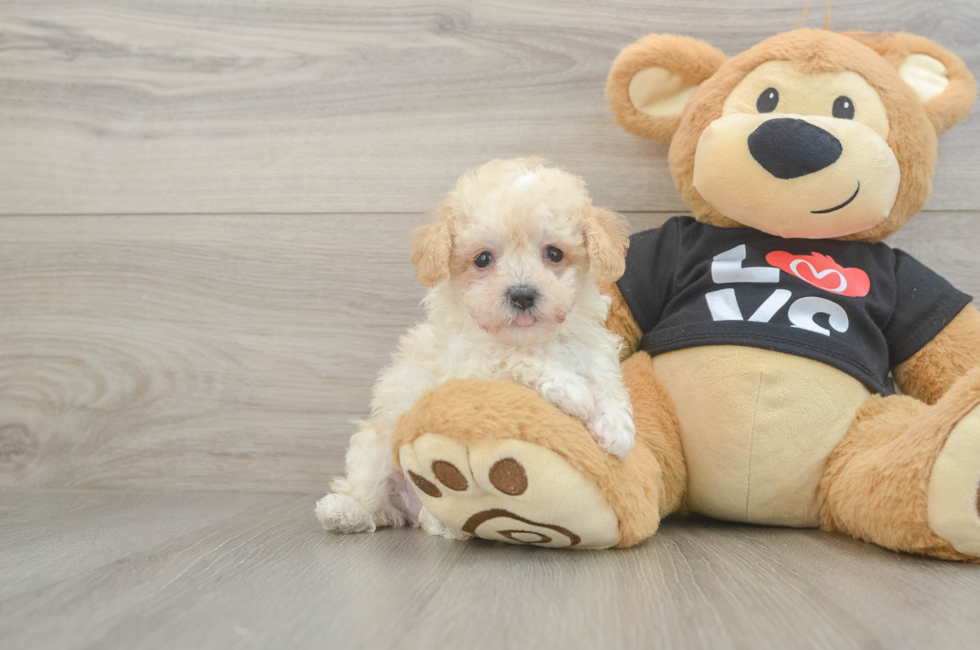 6 week old Maltipoo Puppy For Sale - Pilesgrove Pups