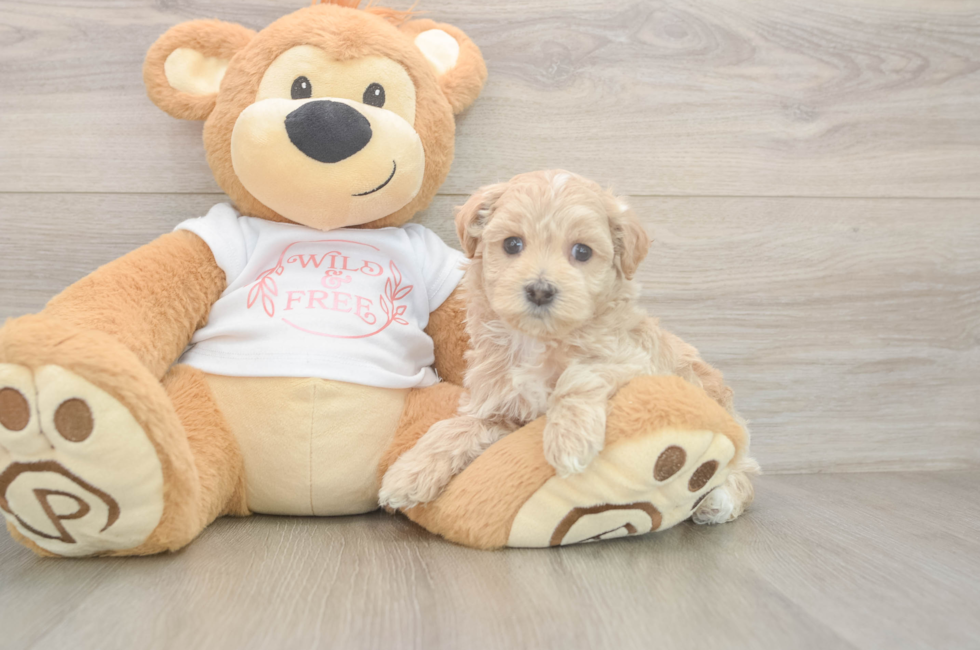 5 week old Maltipoo Puppy For Sale - Pilesgrove Pups