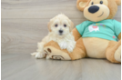 Best Maltipoo Baby