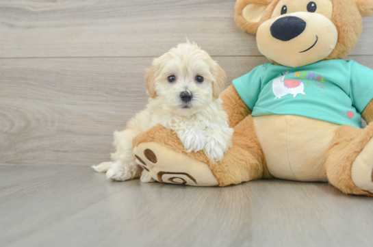 Best Maltipoo Baby
