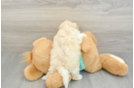 Best Maltipoo Baby