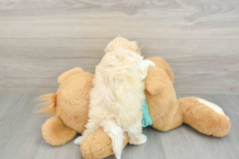Best Maltipoo Baby