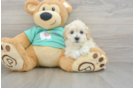 Best Maltipoo Baby