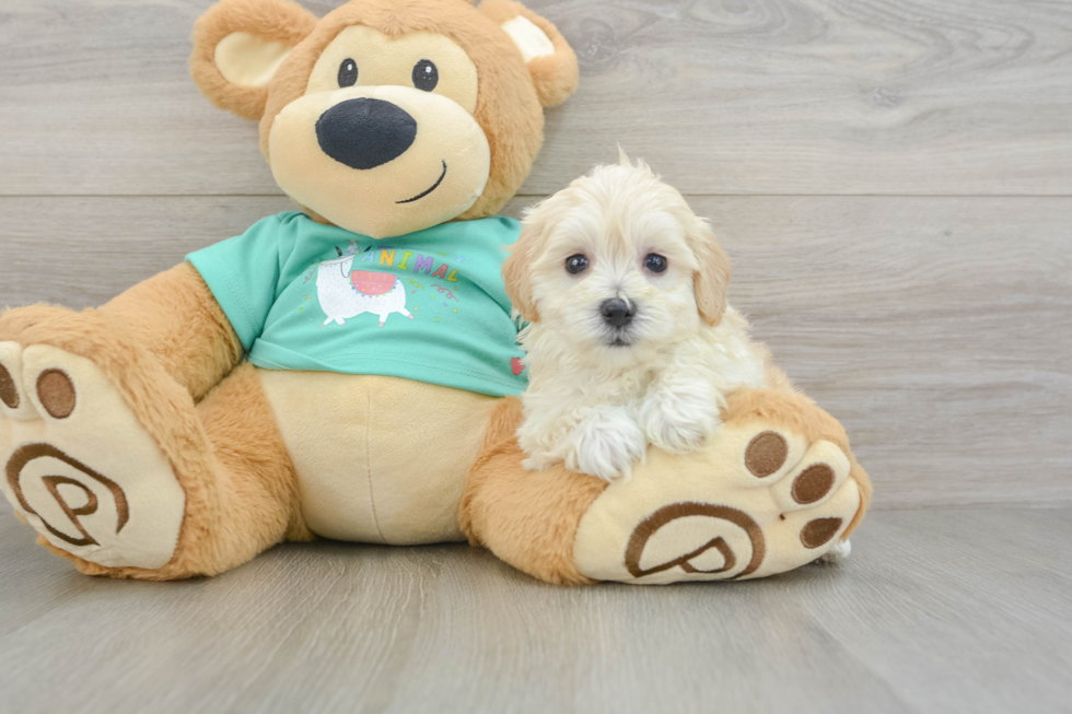 Best Maltipoo Baby