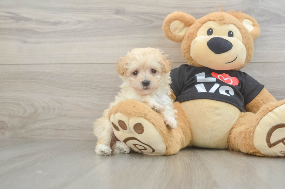 6 week old Maltipoo Puppy For Sale - Pilesgrove Pups