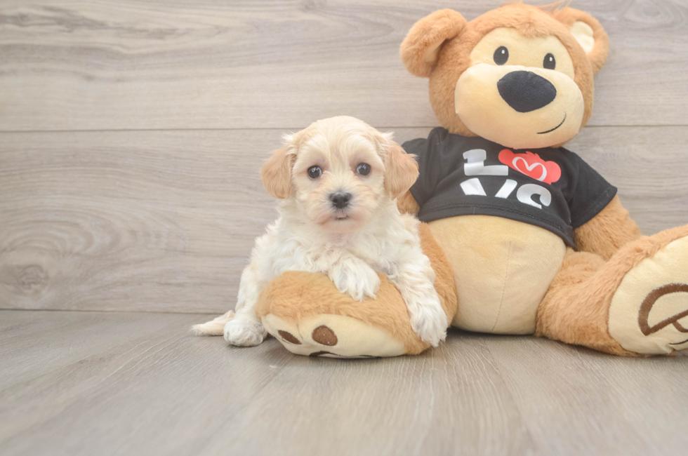 7 week old Maltipoo Puppy For Sale - Pilesgrove Pups