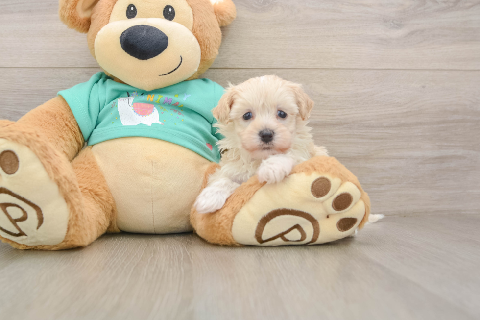 Funny Maltipoo Poodle Mix Pup