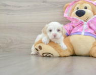 7 week old Maltipoo Puppy For Sale - Pilesgrove Pups