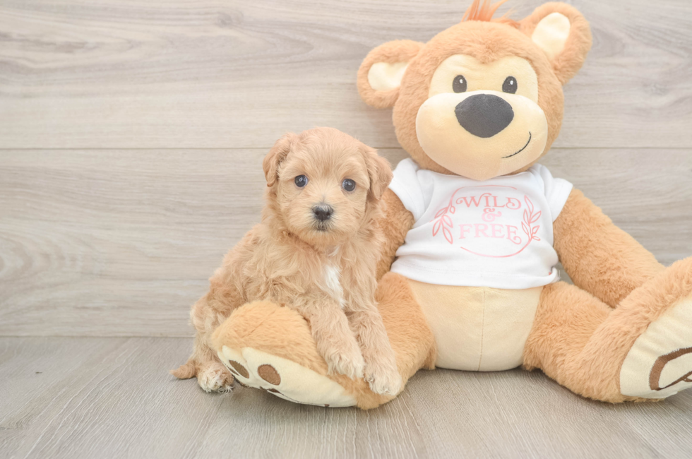 5 week old Maltipoo Puppy For Sale - Pilesgrove Pups