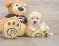 8 week old Maltipoo Puppy For Sale - Pilesgrove Pups