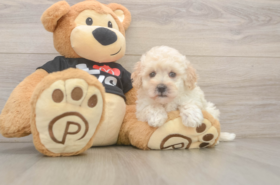 7 week old Maltipoo Puppy For Sale - Pilesgrove Pups