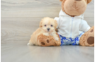 Maltipoo Puppy for Adoption