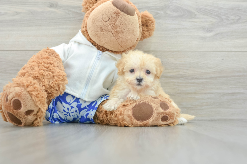 Happy Maltipoo Baby