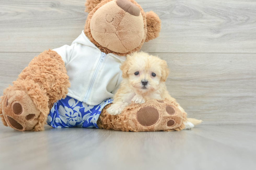 7 week old Maltipoo Puppy For Sale - Pilesgrove Pups