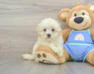 8 week old Maltipoo Puppy For Sale - Pilesgrove Pups